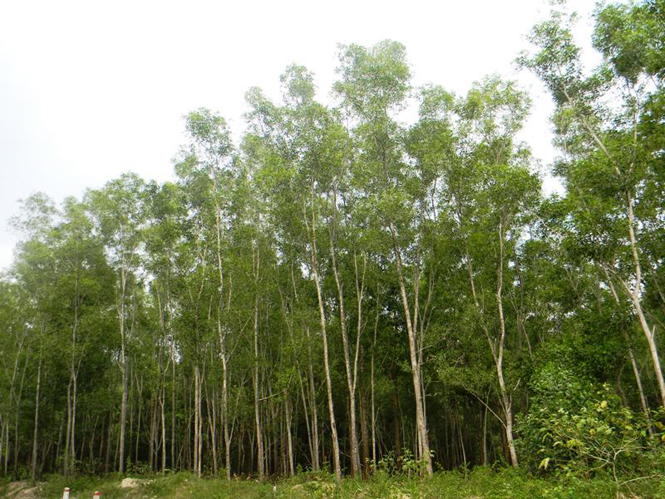 Trồng rừng kinh tế, một trong những thế mạnh được người dân Tuyên Hóa tận dụng tối đa.