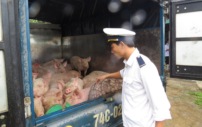 Cán bộ thú y kiểm soát việc vận chuyển lợn đi qua địa bàn