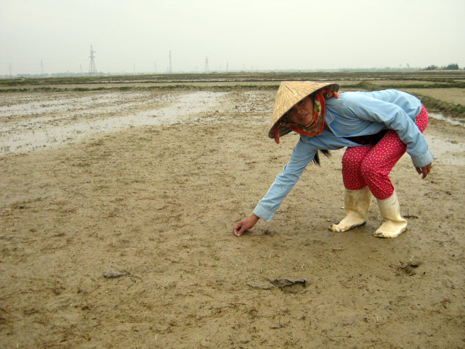 Trên 2.500 ha lúa ở Quảng Trạch bị chết vì rét