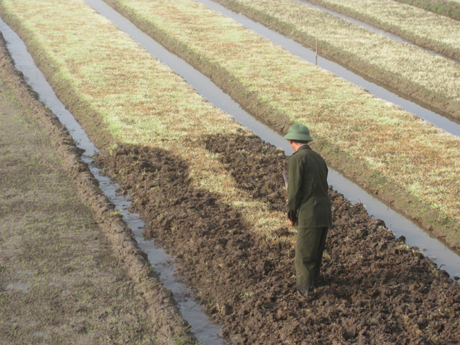 Nông dân xã Gia Ninh (Quảng Ninh) đang gieo lại diện tích lúa bị ảnh hưởng do rét.