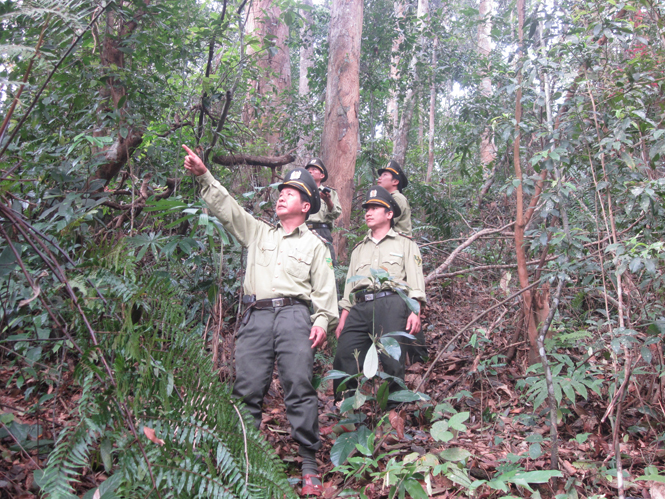 Lực lượng của Trạm kiểm lâm Km 40 tuần tra bảo vệ rừng.