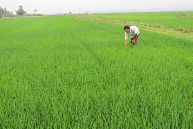 Anh Từ Thanh Bình đang làm cỏ trên “mẫu ruộng thuê” dài tít tắp của gia đình.