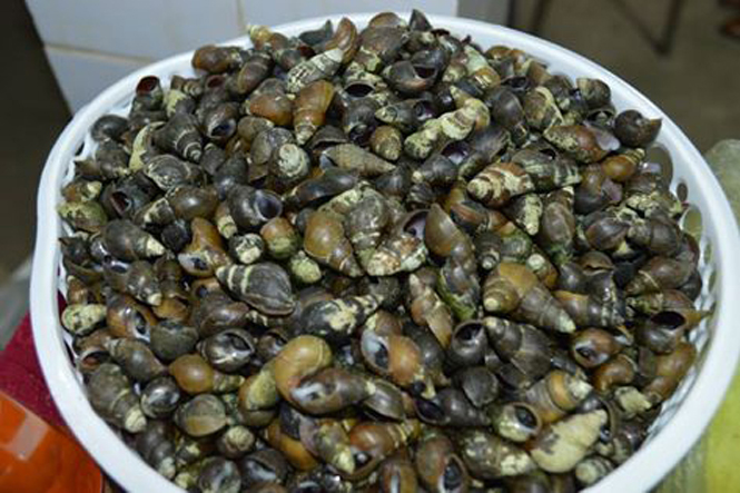 Món ốc đực không chỉ có người dân Minh Hóa mà còn được rất nhiều du khách thích ăn.