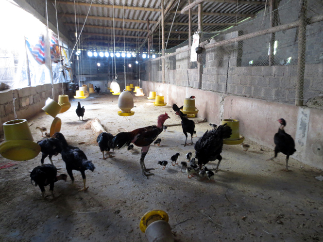 Mô hình chăn nuôi gà theo hướng an toàn sinh học của anh Đặng Văn Châu (Đức Ninh, TP.Đồng Hới) hứa hẹn sẽ là xu hướng mới trong chăn nuôi ở tỉnh ta.