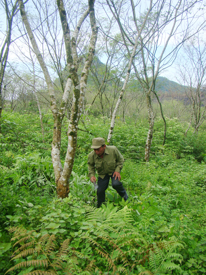 Người A Rem trung trinh, gắn bó, chăm sóc rừng huê, tài sản quý của bản làng.