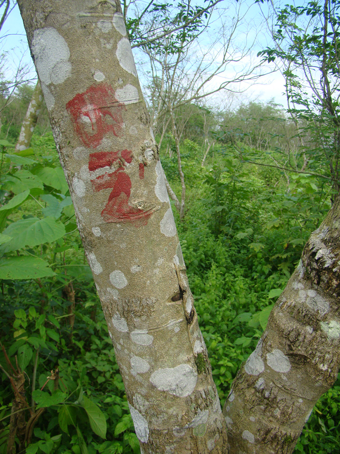 Giữ rừng huê bằng cách đánh dấu tên mình trên thân cây.