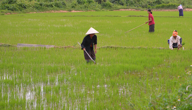 Nông dân xã Trường Xuân tích cực chăm sóc lúa hè-thu.