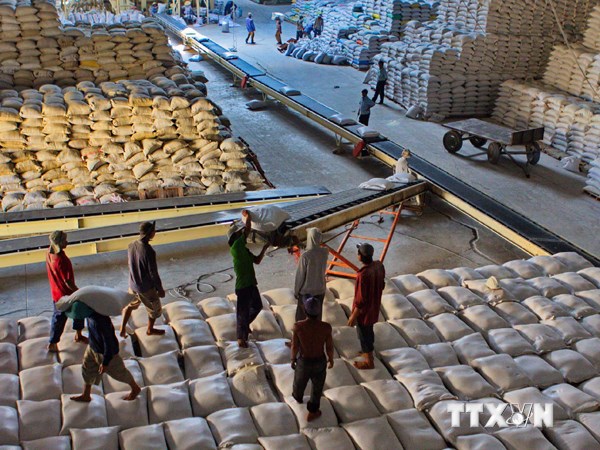 Đẩy nhanh việc thu mua lúa gạo của nông dân (Ảnh: TTXVN)