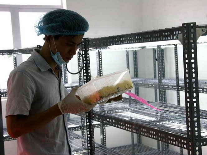 Lai muốn sản xuất ra nấm đông trùng hạ thảo mang thương hiệu Việt. (Ảnh: Lưu Văn Đạt/Vietnam+)