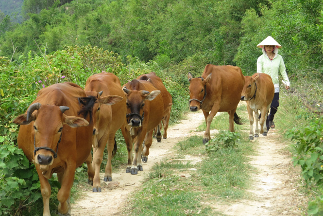 Từ ngày đi thi về, Giang thường đi chăn bò thuê để kiếm thêm tiền đi học.