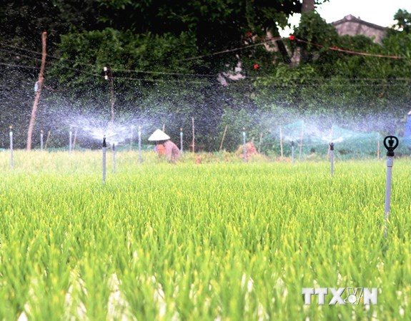Vườn rau được trang bị hệ thống tưới nước tự động ở Quảng Ngãi. (Ảnh: Phương Hoa/TTXVN)