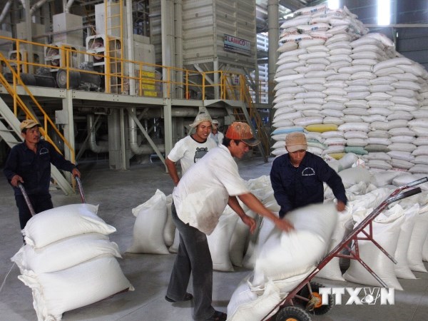 Vận chuyển gạo vào kho dự trữ của Tổng công ty Lương thực miền Nam. (Ảnh: Đình Huệ/TTXVN)