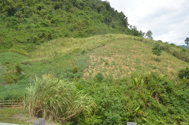 Đất lâm nghiệp của xã Trọng Hoá (dọc đường 12A) còn bỏ hoang khá nhiều.