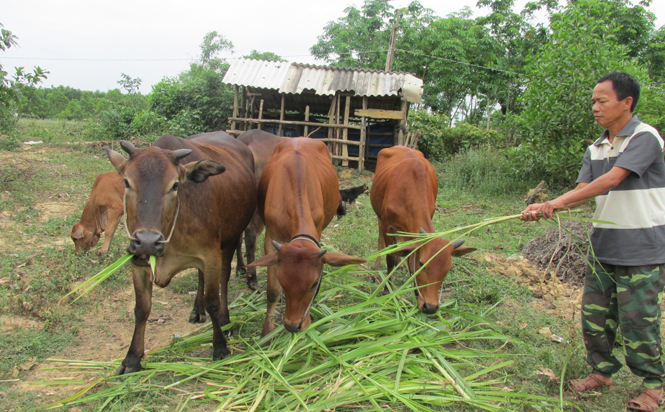 Chăn nuôi bò lai Sind giúp người nông dân thoát nghèo, ổn định đời sống.
