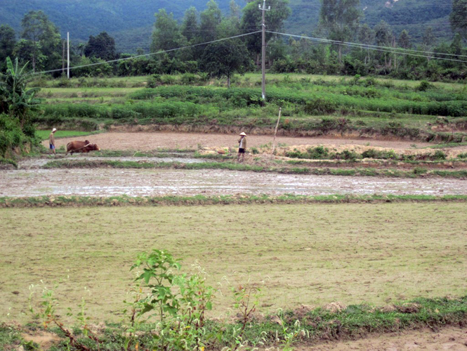 Một số hộ dân xã Sơn Hóa (Tuyên Hóa) hiện nay mới xuống đồng vì thiếu nước.