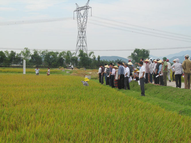 Mô hình sản xuất giống lúa tại chỗ triển khai tại xã Quảng Hòa  cho thu nhập cao.