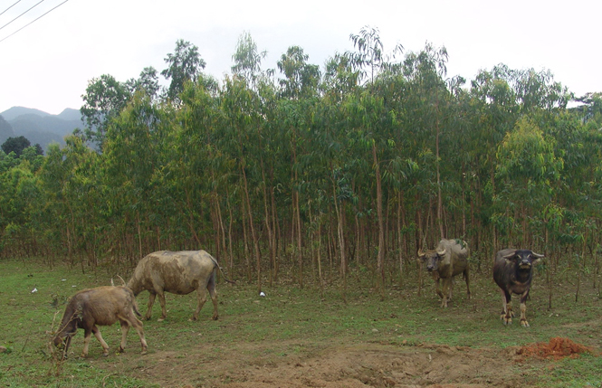 Vận động nhân dân phát triển chăn nuôi, kết hợp trồng rừng.