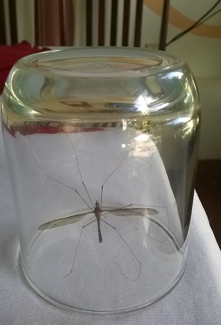 Muỗi “khủng” bị nhốt trong chiếc cốc uống nước.