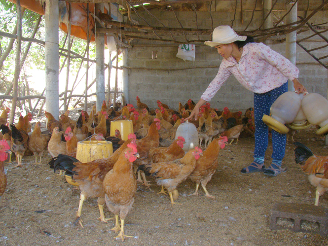 Chăn nuôi gà vẫn là nguồn thu nhập chính của trang trại.