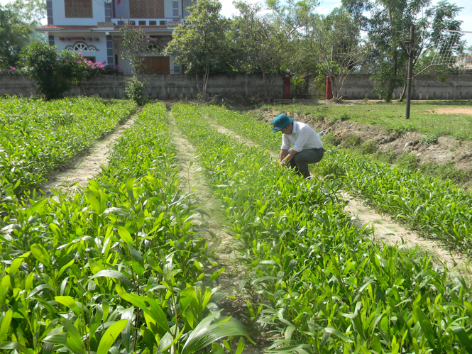 Một vườn ươm của Ban quản lý rừng phòng hộ ven biển Nam Quảng Bình.