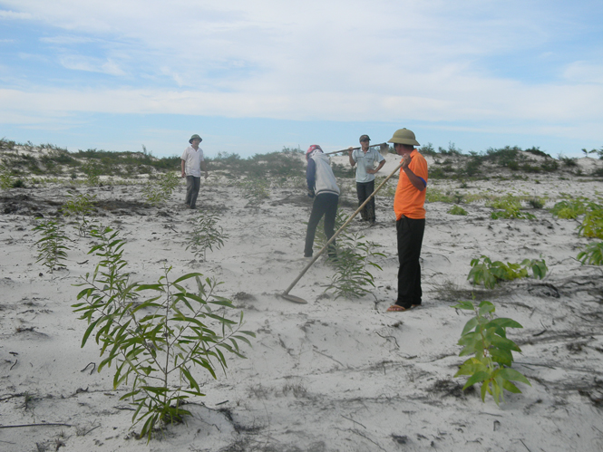 Rừng phòng hộ ven biển được trồng mới.