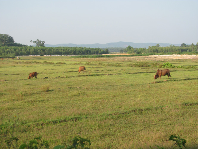 Ruộng lúa ở Tây Trạch (Bố Trạch) thành bãi chăn thả trâu bò.