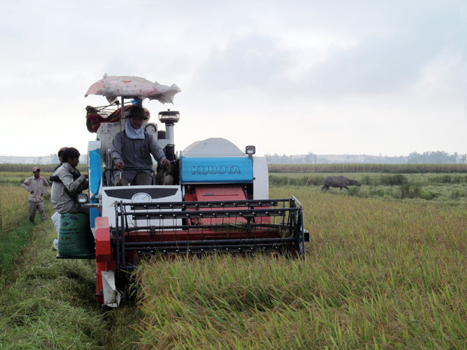 Cơ giới hóa trong sản xuất góp phần nâng cao năng suất cho nông dân huyện Quảng Trạch.