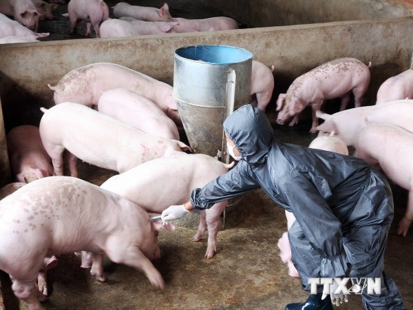 Nhân viên thú y tiêm vắcxin phòng ngừa bệnh Tụ huyết trùng, dịch tả, đóng dấu, tai xanh trên đàn lợn ở Hưng Yên. (Ảnh: Đình Huệ/TTXVN)