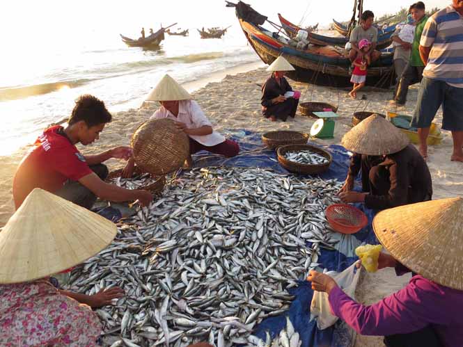 Mùa cá ở làng biển Ngư Thủy.