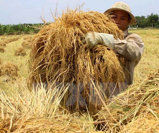 Thu hoạch lúa. (Ảnh: Duy Khương/TTXVN)