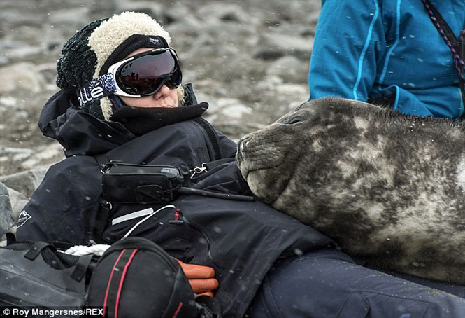 Chú hải cẩu voi nằm ngủ ngon lành. (Nguồn: DM)