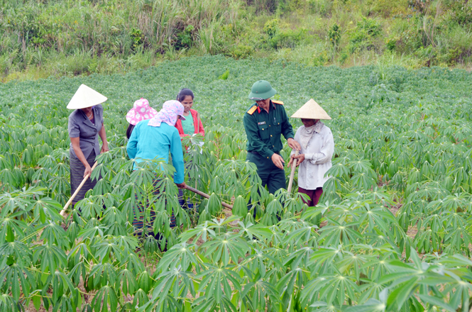 Bộ đội Đoàn 79 giúp dân bản Bạch Đàn trồng sắn.