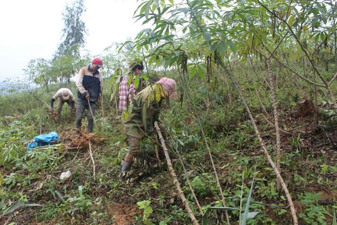 Đồng bào dân tộc Vân Kiều bản Khe Cát tập trung thu hoạch sắn trồng từ diện tích đất rừng được giao.