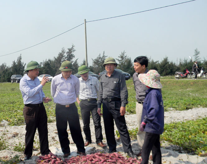 Đồng chí Trần Văn Tuân, UVTV Tỉnh uỷ, Phó Chủ tịch UBND tỉnh kiểm tra mô hình trồng khoai lang cho thu nhập cao ở xã Thanh Thuỷ, huyện Lệ Thuỷ.