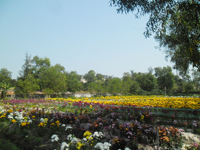 Vườn hoa của anh Thìn ở sát phía sau Trường tiểu học số 1 Hồng Thủy.