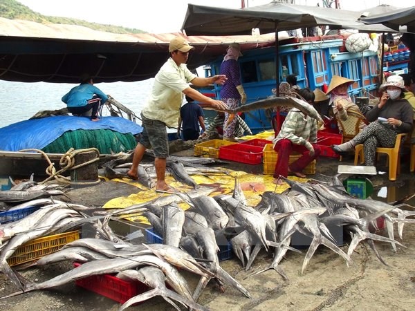 Tập kết cá tại cảng Hòn Rớ (Khánh Hòa) để chuẩn bị mang đi tiêu thụ. (Ảnh: Nguyên Lý/TTXVN)