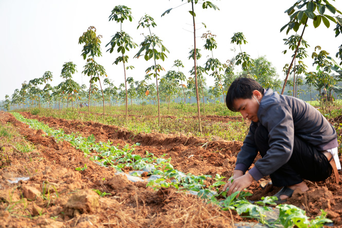 Dưa hấu đang phát triển tốt nhờ công tác chăm sóc đúng kỹ thuật.