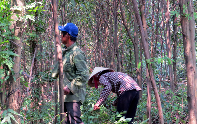Chị Hồ Thị Thìn, ở bản Cồn Cùng đang chăm sóc vườn keo 3 năm tuổi của gia đình.