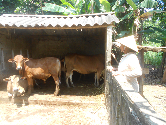 Phát triển chăn nuôi gia súc giúp gia đình bà Nguyễn Thị Lĩnh thoát nghèo, đời sống ổn định.