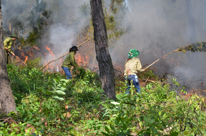 Diễn tập chữa cháy rừng tại rừng thông Bố Trạch.