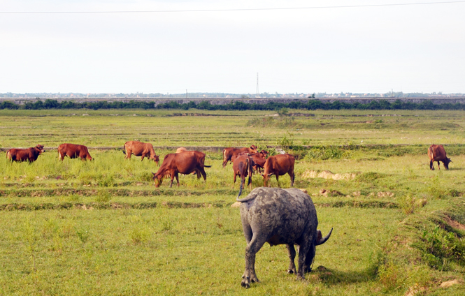 Đàn trâu, bò huyện Lệ Thuỷ tăng 3,5% so với cùng kỳ.