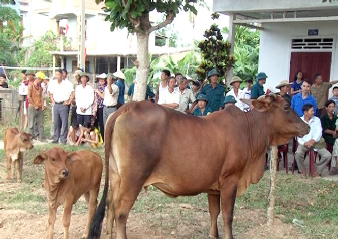 Chăn nuôi bò lai sinh sản được nhiều người dân lựa chon phát triển.