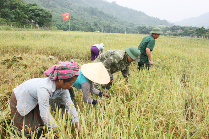 Cán bộ, chiến sĩ Đồn Biên phòng Cửa khẩu quốc tế Cha Lo giúp đồng bào Mày  thu hoạch lúa nước.