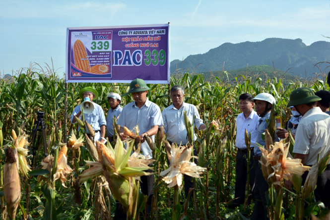 Các đại biểu tham quan mô hình giống ngô PAC339 tại xã Minh Hóa, huyện Minh Hóa.