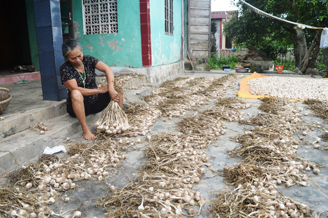 Thiếu đầu ra là khó khăn lớn nhất của người dân trồng tỏi ở Cồn Nâm (Quảng Minh).