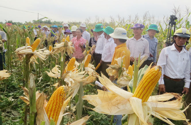 Giống ngô lai CP501 trồng ở thôn Nam Giang, xã Hưng Trạch (Bố Trạch).