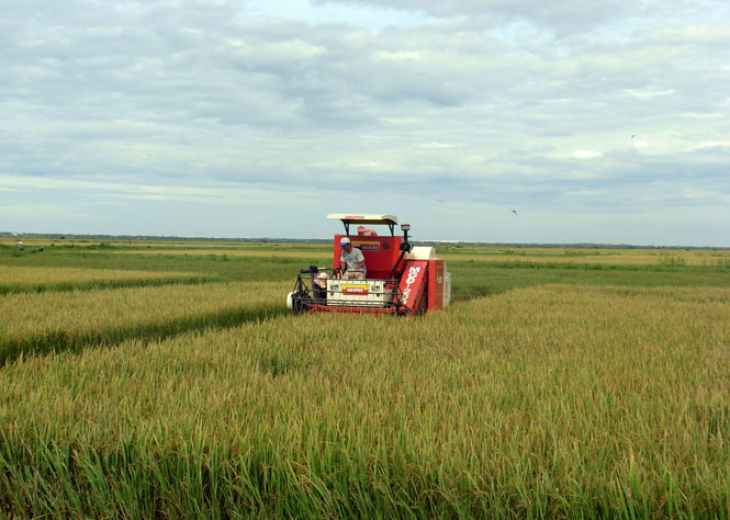Các giống lúa chất lượng cao được người dân đưa vào sản suất để nâng cao thu nhập.