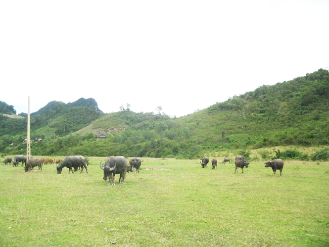Chăn nuôi cũng là thế mạnh của nông dân Minh Hóa.