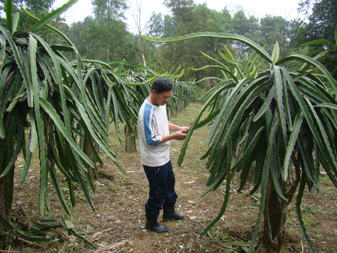 ẢMô hình trồng cây thanh long cho hiệu quả kinh tế cao ở xã Hoá Hợp. Ảnh: A.T