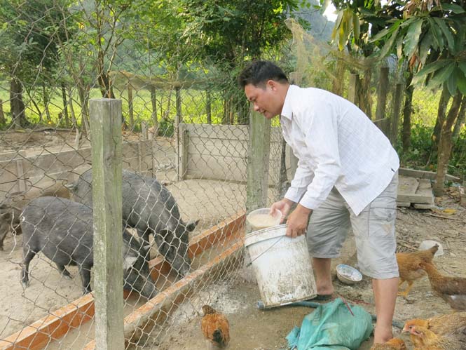 Anh Trần Xuân Tư đang cho lợn rừng ăn.